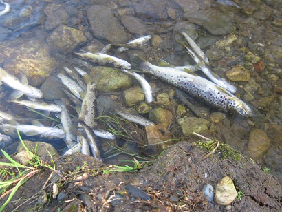 Asturias. El PP propone matar mas cormoranes