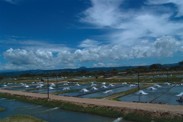 No salen las cuentas con la acuicultura