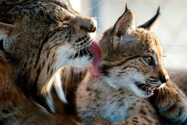 Se trabaja para extender el lince ibérico a Portugal