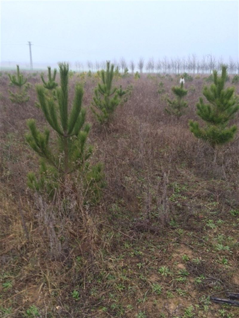 Navarra analiza la influencia del calentamiento global en los bosques
