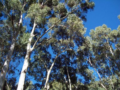 Pinos o eucaliptos no originan fuegos forestales