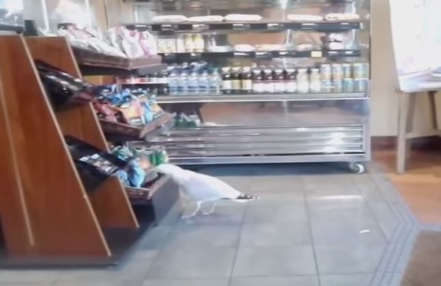 Una gaviota ‘atraca’ una tienda (Vea VIDEO)
