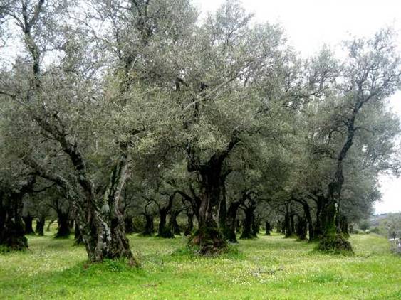 Proyecto para recuperar el Parque Olivar del Zaudín en Tomares