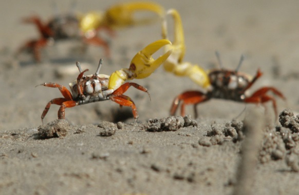 Curiosidades de las hembras de cangrejos violinistas