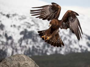 D.O.I. approves Iberdrola’s Tule Wind Power Project