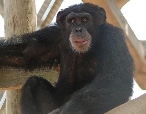 Una vacuna contra el ébola en chimpancés reabre el debate de los ensayos en animales cautivos