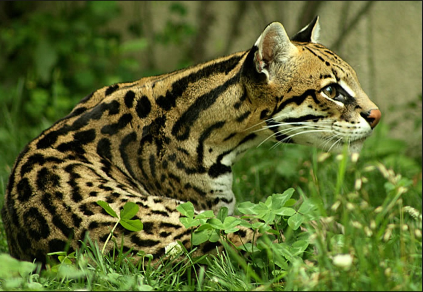 Costa Rica. Campesino rescata a manigordo antes que lo mataran