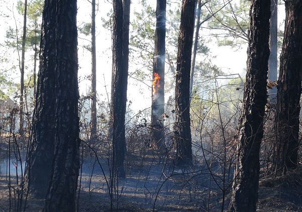 900 hectáreas de bosque fueron consumidas por incendio en Veraguas