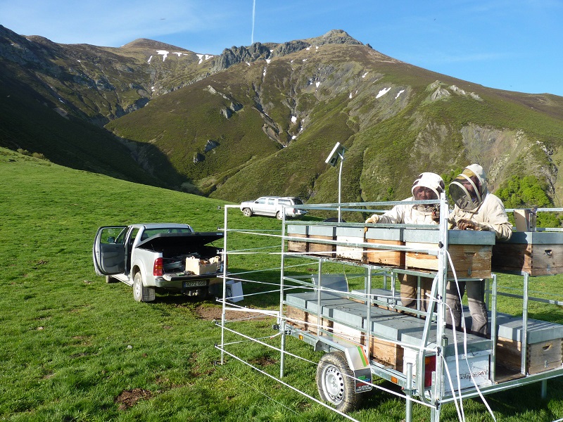 Presentación del Proyecto de Restauración de Ecosistemas de Montaña mediante Manejo Apícola