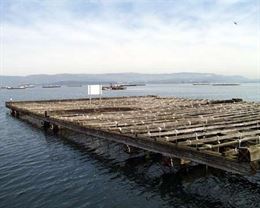 Europa rechaza el recurso español contra el método químico de detección de biotoxinas en moluscos