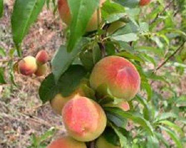 Un estudio realizado en la UN analiza el efecto del cambio climático en los melocotoneros