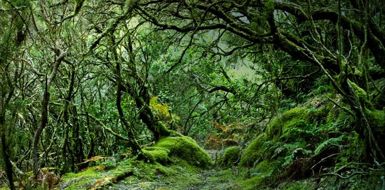 Arranca el Congreso Nacional de Medio Ambiente
