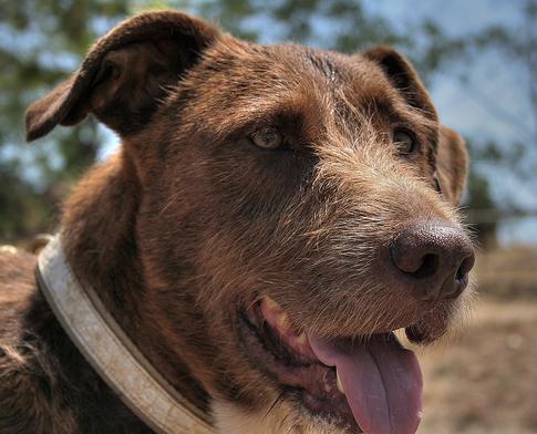 Animalistas recuerdan a Papa Noel y los Reyes que las mascotas "no son juguetes"