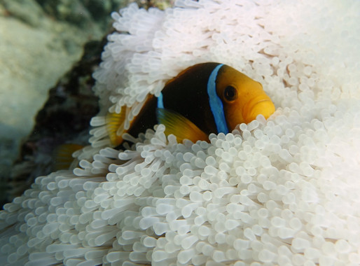 Buscar a ‘Nemo’ será cada vez más difícil en océanos calientes