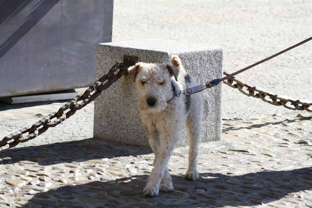 APAM crítica su exclusión en Ley de Bienestar Animal de C-LM