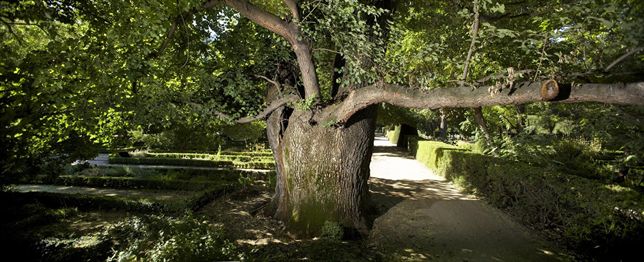 Conoce al ‘olmo’ del Real Jardín Botánico de Madrid que se debate entre la vida y la muerte
