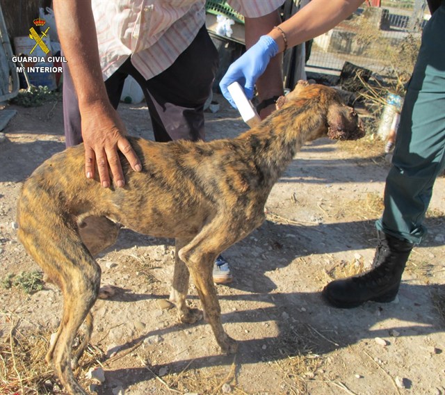 Investigado en Écija un acusado de maltratar a dos cachorros galgos