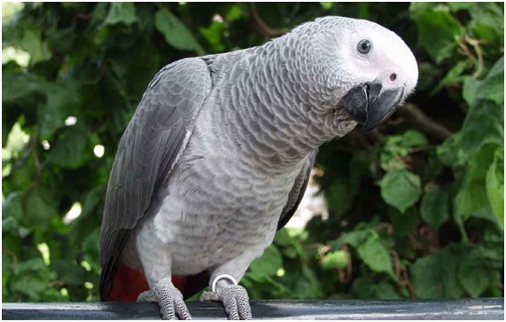 Los pájaros son más inteligentes que los primates