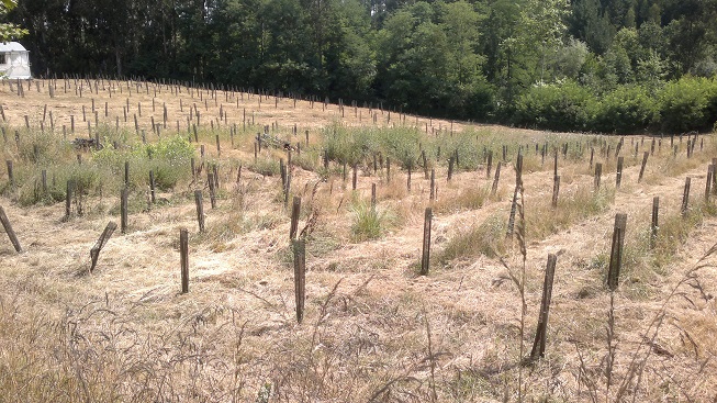 NEIKER investiga las especies de árboles que mejor se adaptarán al cambio climático en el País Vasco