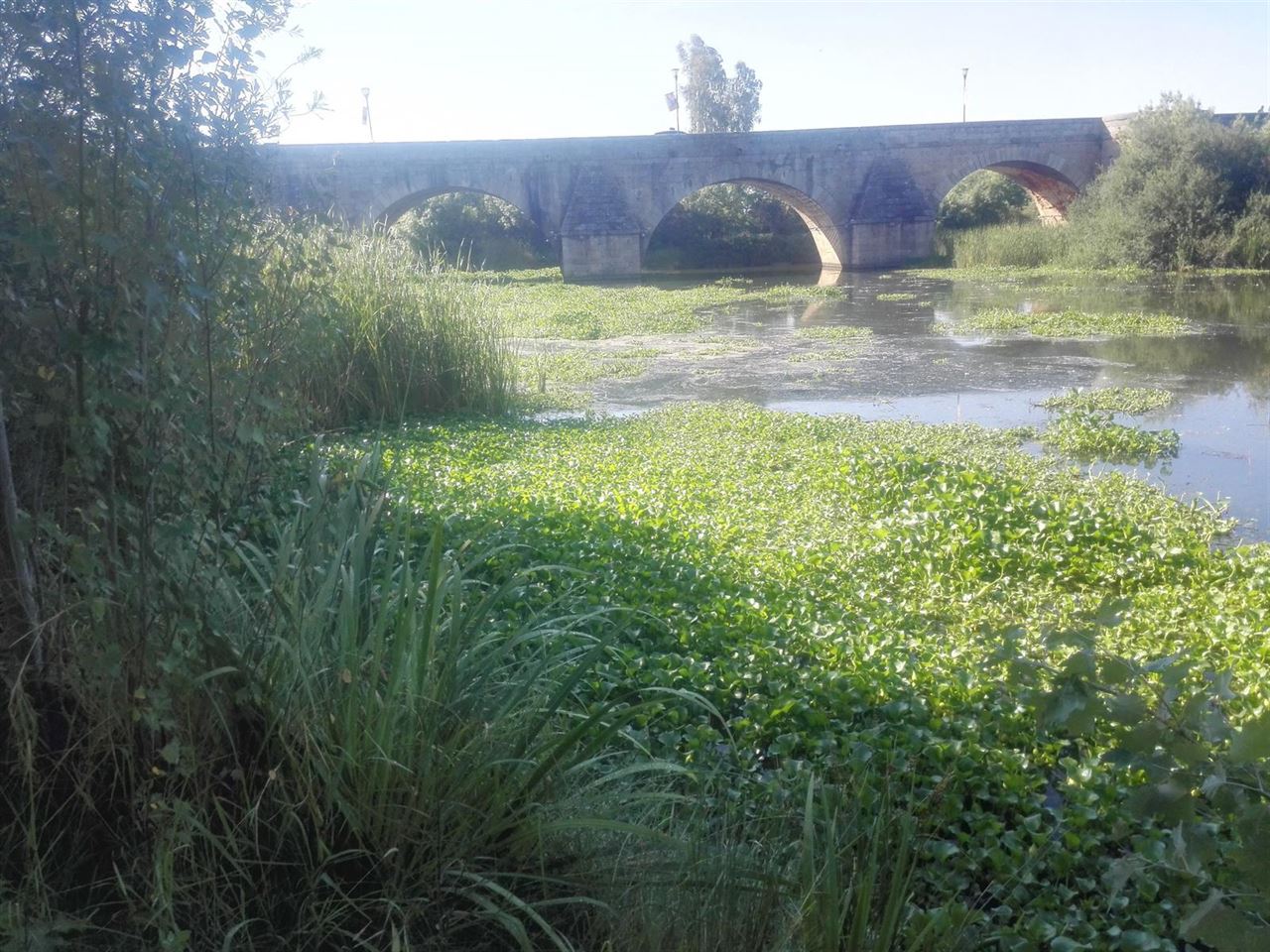 Lucha sin cuartel contra el camalote en el río Gudiana en Badajoz