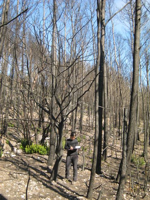 Veinticinco años mediterranizando la ecología