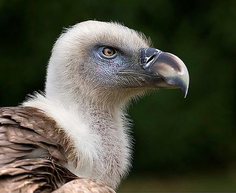 La población de rapaces en Cataluña alcanza el mejor registro en 30 años