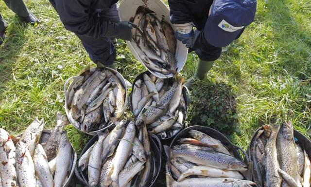 Cientos de truchas en la presa del río Aravalle (Ávila)