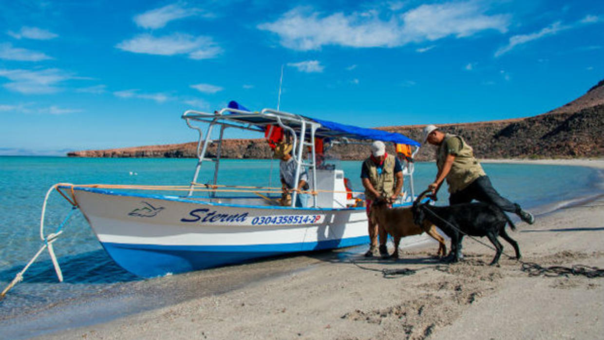 Quieren erradicar los mamíferos invasivos de todas las islas mexicanas