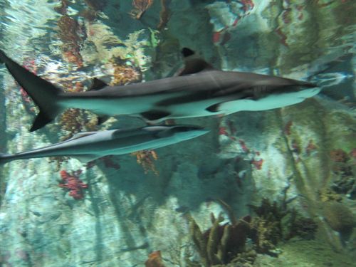 Shark Alliance exige a la UE más medidas de protección para los tiburones y