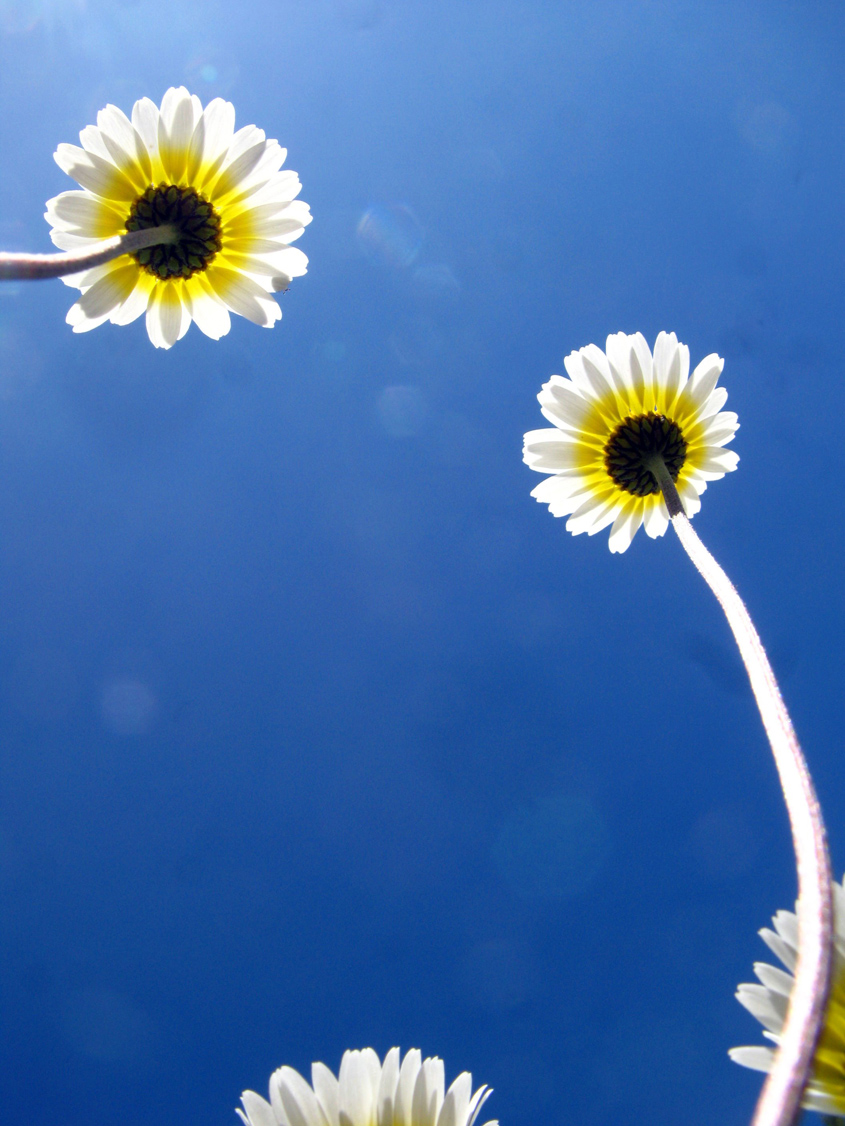 Los bajos precios del petróleo y las emisiones de los combustibles fósiles