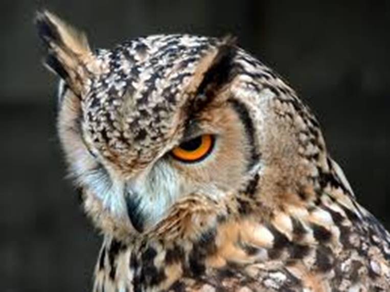 El Centro de Recuperación de Fauna Silvestre de El Valle (Murcia)