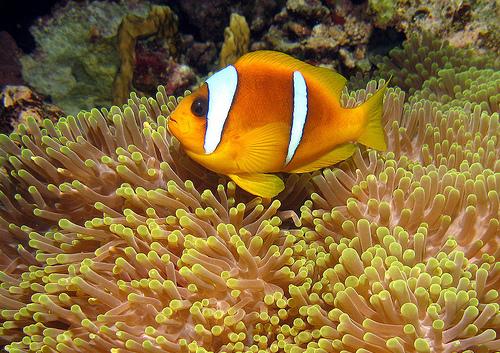 Piden una acción "urgente" ante las amenazas a las que se enfrenta la vida marina