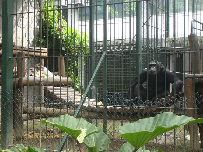 PACMA ve claramente ‘insuficiente’ la reforma de la Ley de Protección Animal