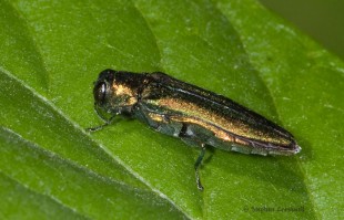 Minúsculo insecto mata a millones de árboles en EE. UU.