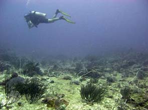 Soaring temperatures cause mass coral killing in Indonesia – study