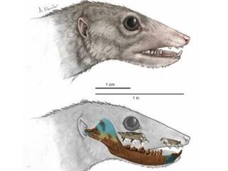 Los ancestros de los mamíferos se diversificaron en el Triásico