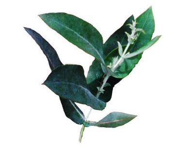 Etanol también se hace con corteza de eucalipto