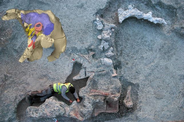 Un fósil de ‘titanosaurio’ aparece en Cuenca