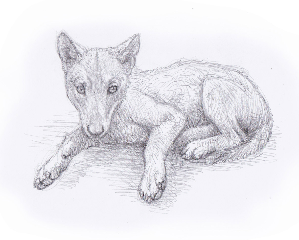 La tragedia del lobezno de Latedo