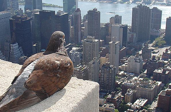 El estrés de la ciudad vuelve a las aves más agresivas porque tienen menos espacio y más competencia