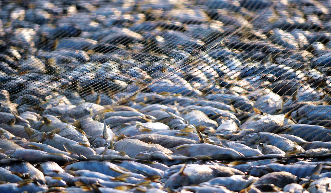 Apremian al MAGRAMA a acabar con la sobrepesca