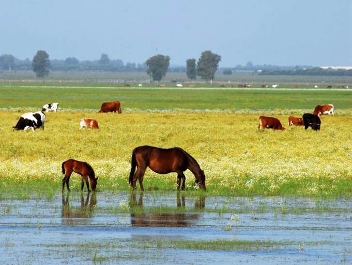 La conservación del Espacio Natural Doñana
