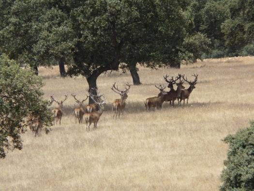 La Federación de Caza de Castilla-La Mancha quiere cazar en los parques nacionales
