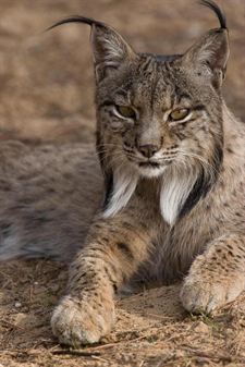 El Zoo de Jerez acoge dos ejemplares de lince ibérico del programa de cría en cautividad