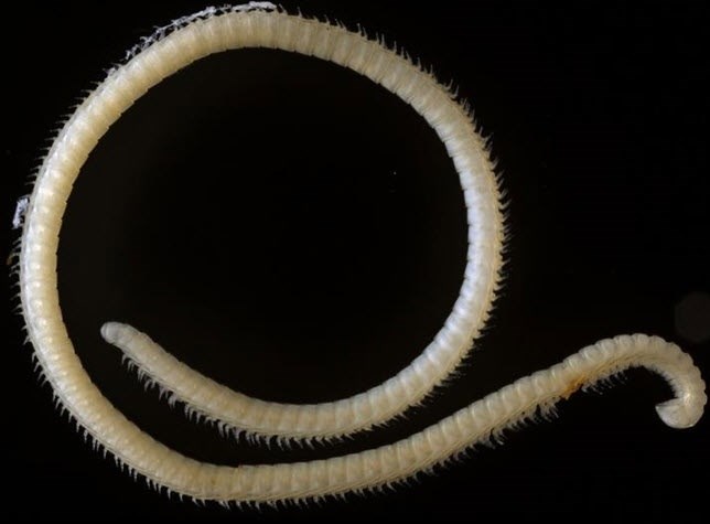 Nueva especie de milípodo con 414 patas y 4 penes