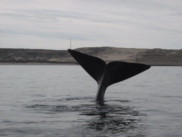 Reunión de representantes latinoamericanos miembro de la Comisión Ballenera Internacional