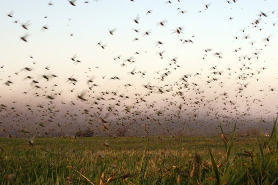 Argentina. Invasión de langostas en Chaco y Santiago del Estero