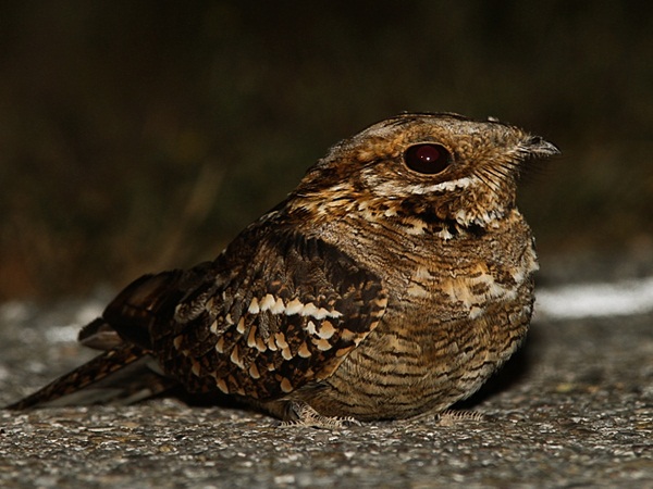 Uso de carreteras y riesgo de atropello de aves migratorias