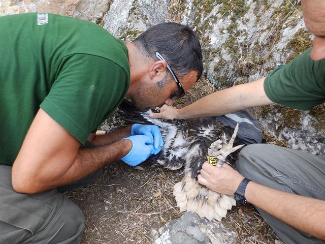 Andalucía anilla 13 pollos de alimoche