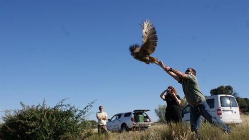 El hospital de fauna de GREFA ha atendido a cerca de 3.700 animales en lo que va de año